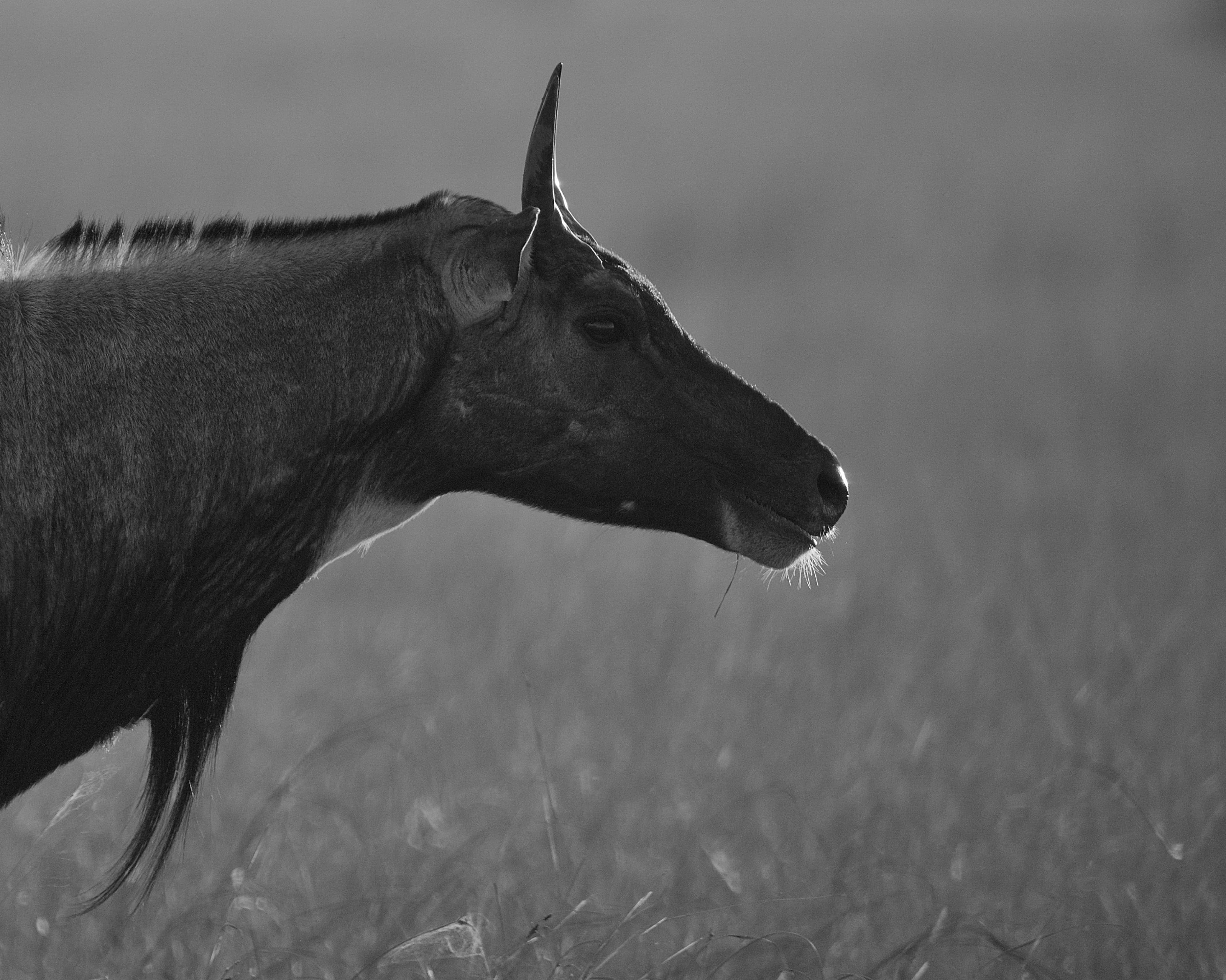 Blackbuck National Park gallery 4
