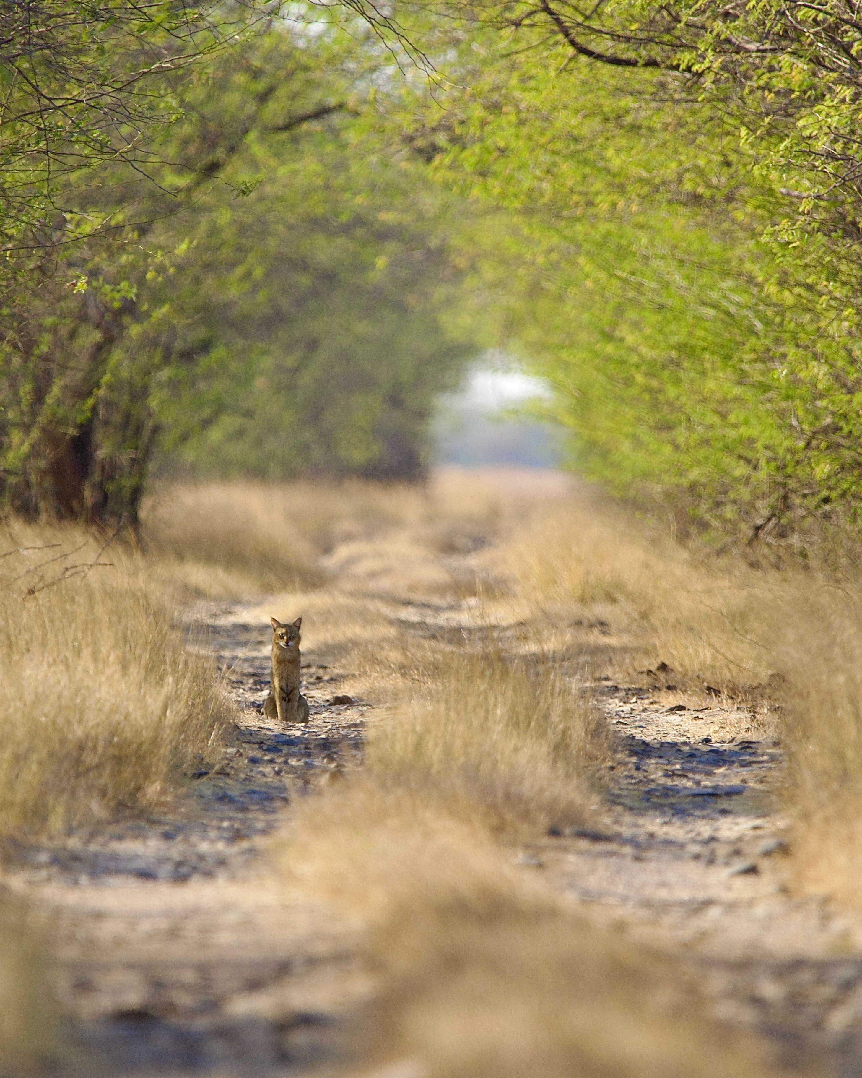 Blackbuck National Park gallery 1