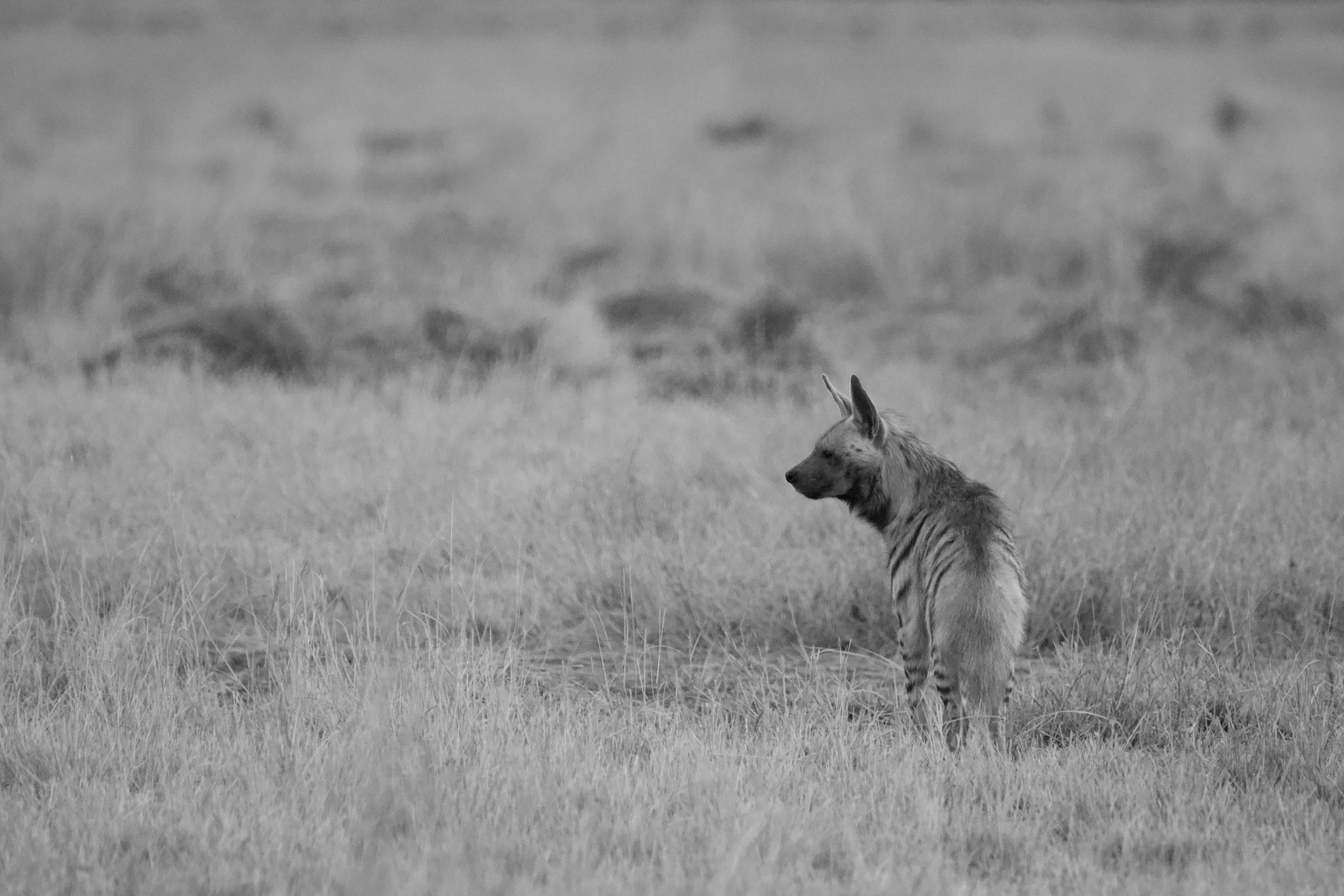 Blackbuck National Park gallery 9