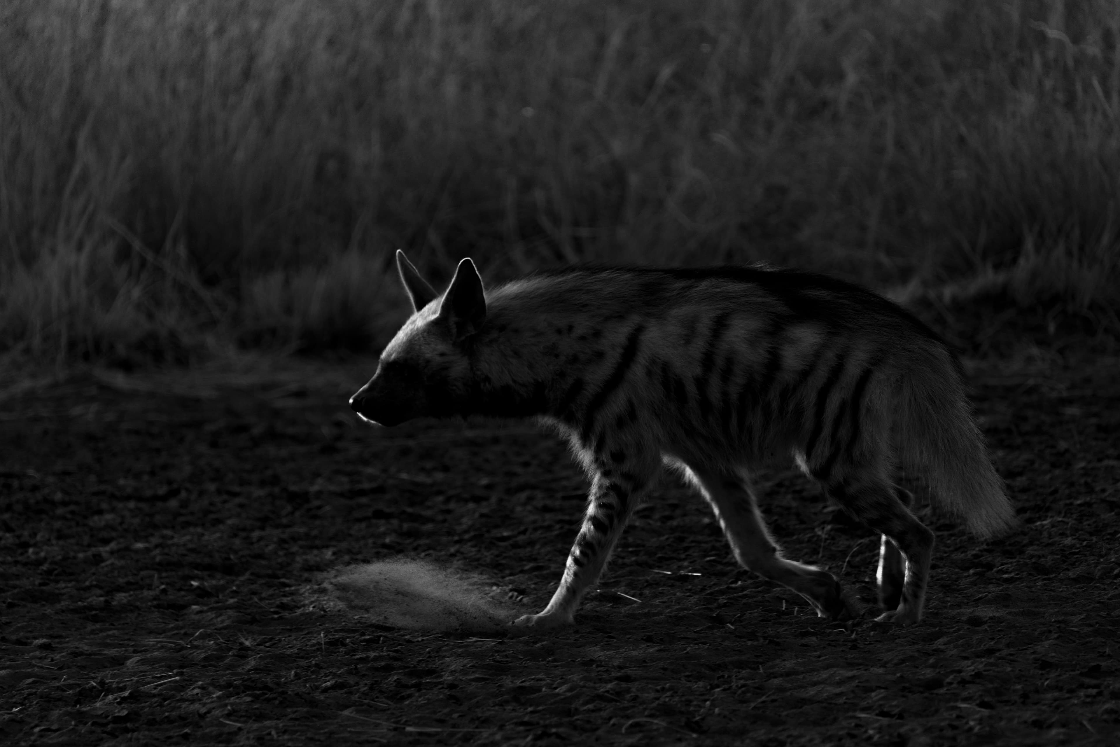 Blackbuck National Park gallery 3