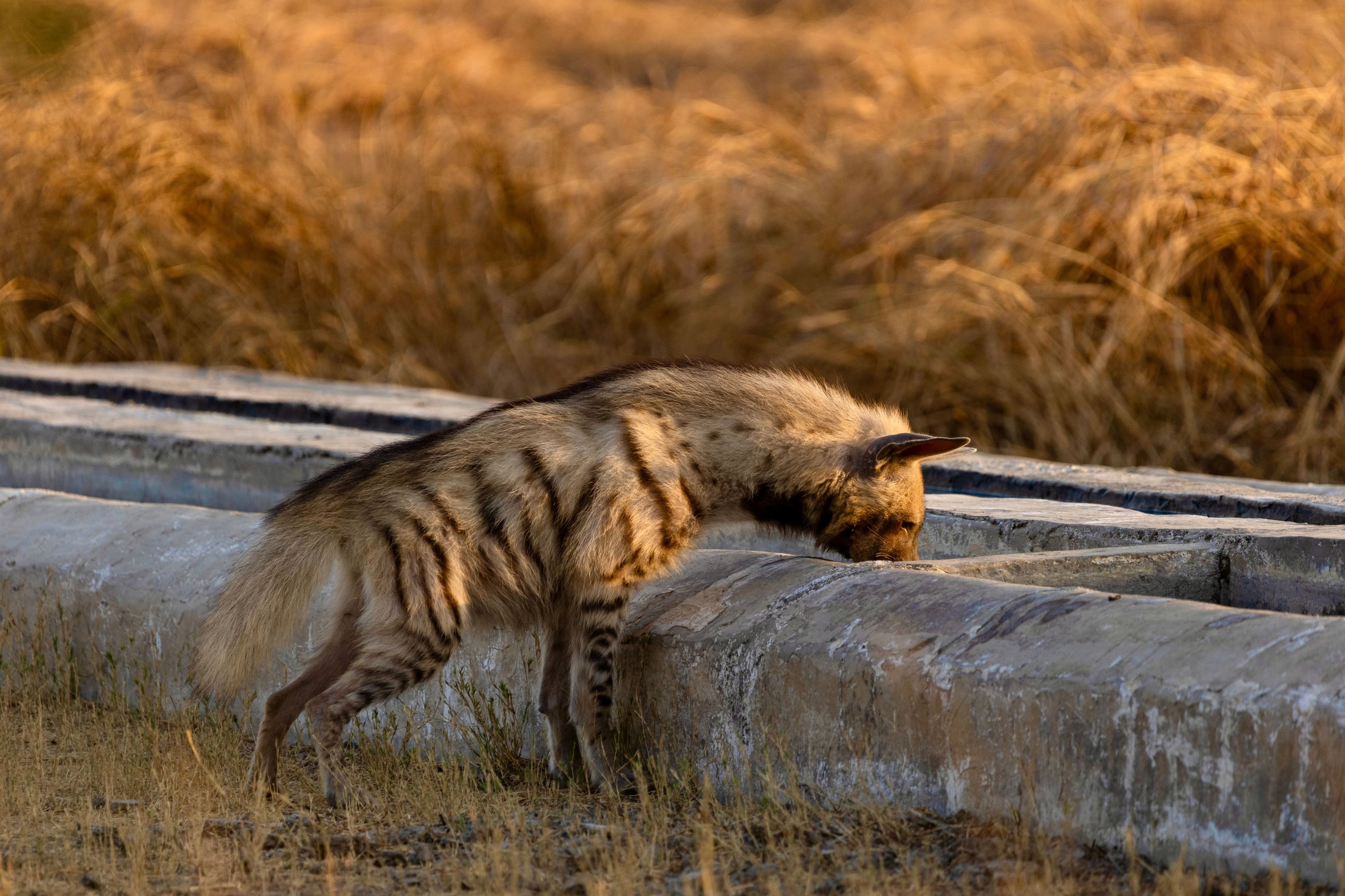 Blackbuck National Park gallery 5