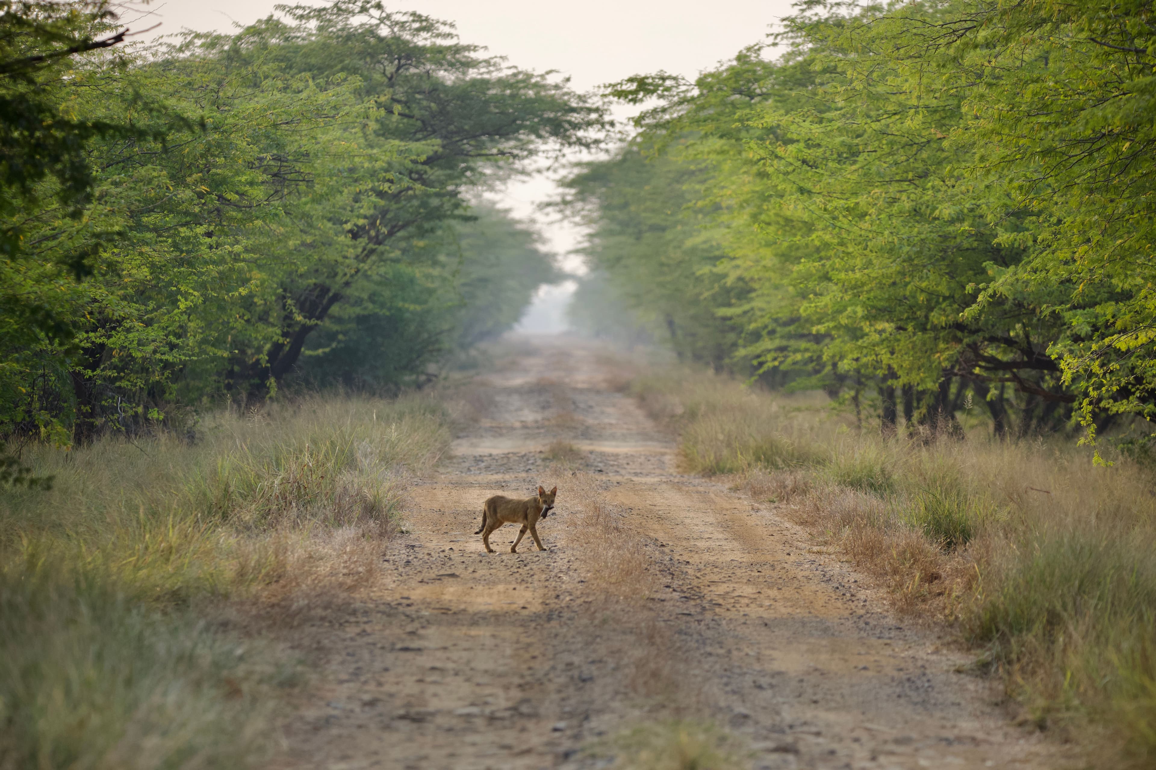 Blackbuck National Park gallery 8