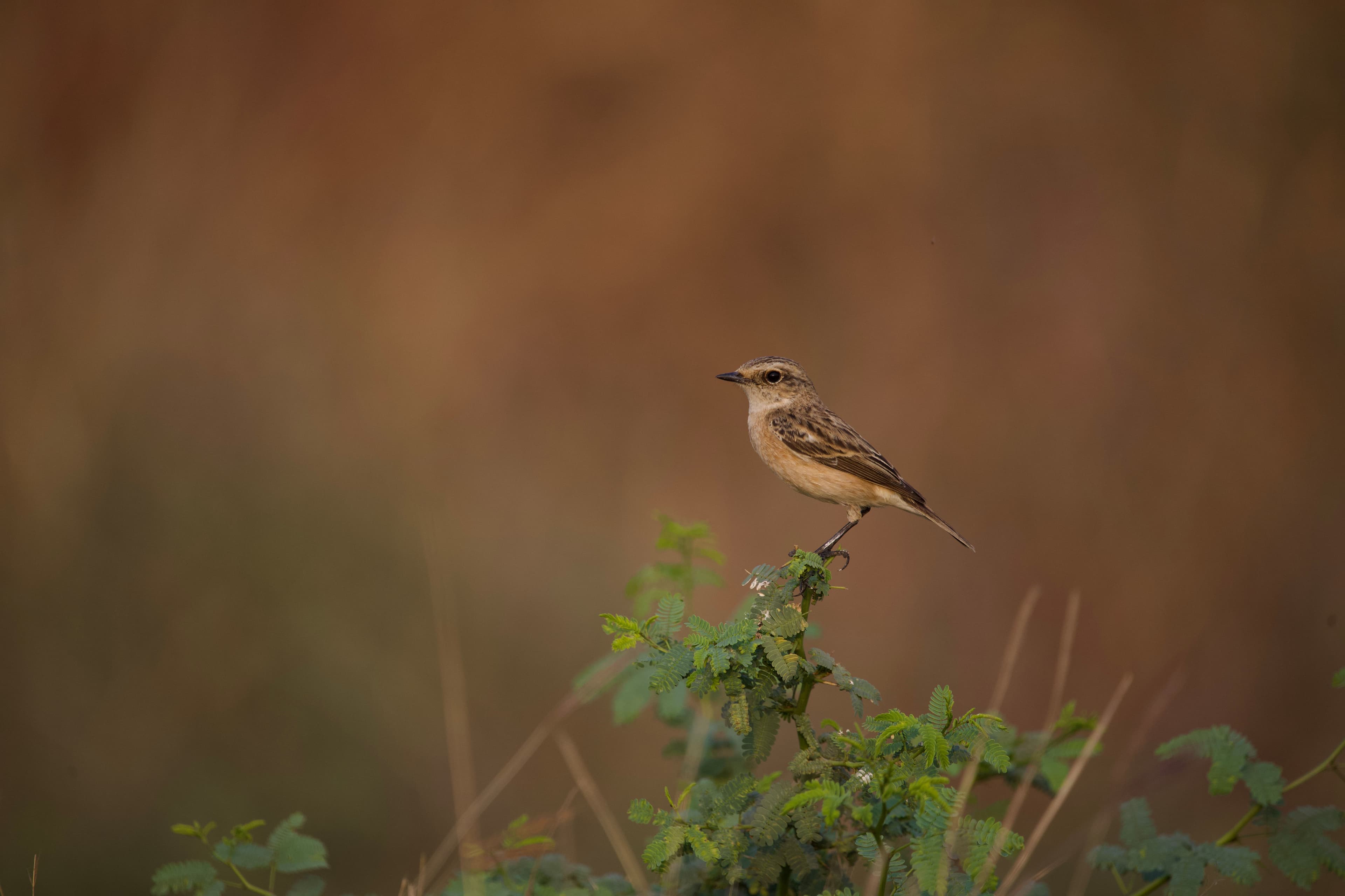 Blackbuck National Park gallery 6