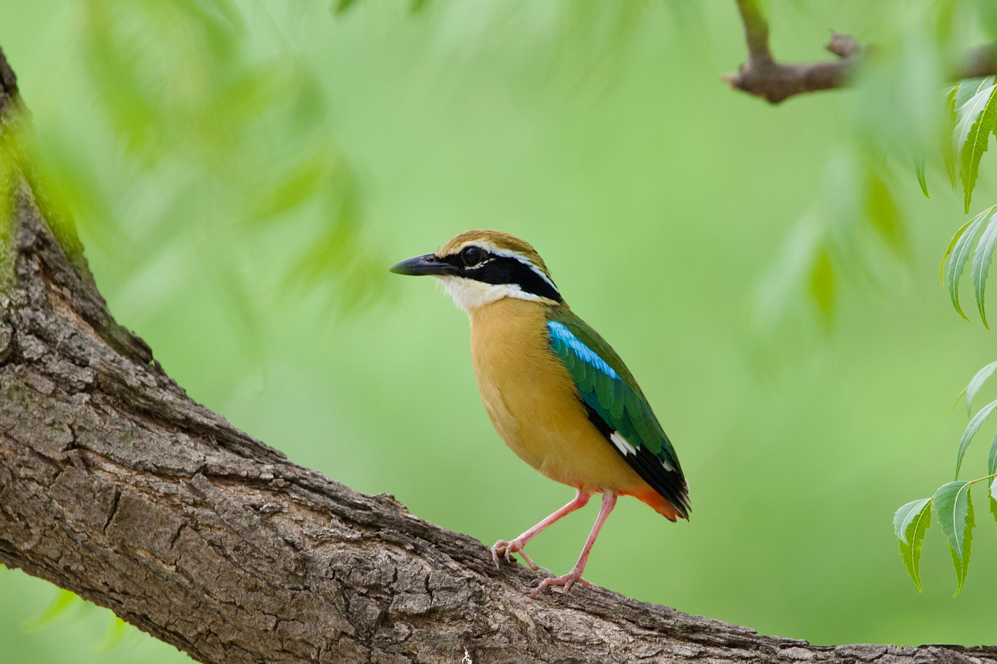 Gir National Park gallery 5