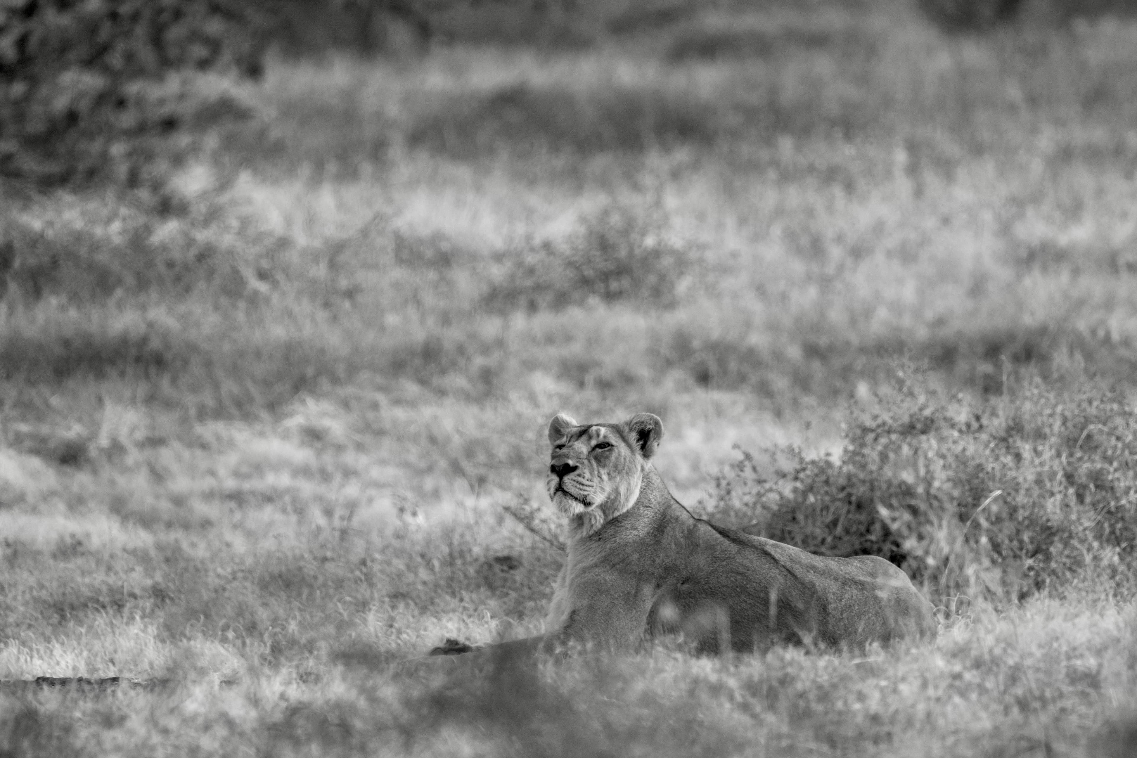 Gir National Park gallery 4