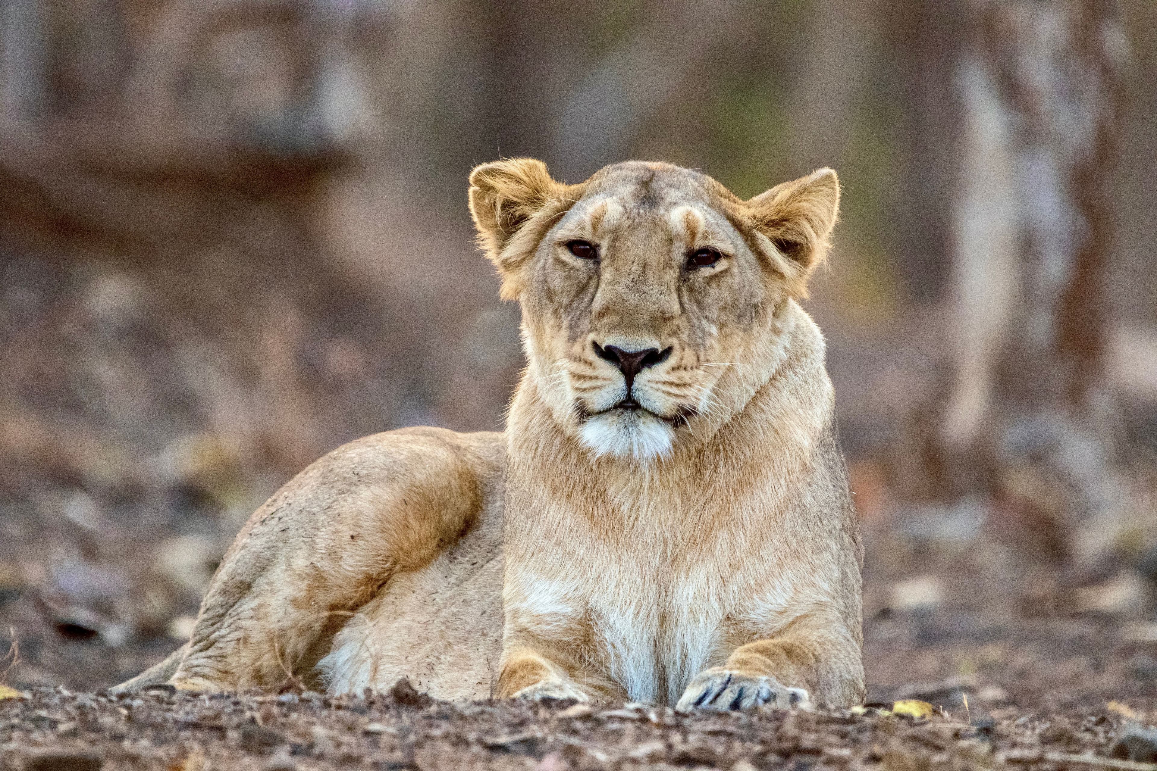 Gir National Park gallery 3