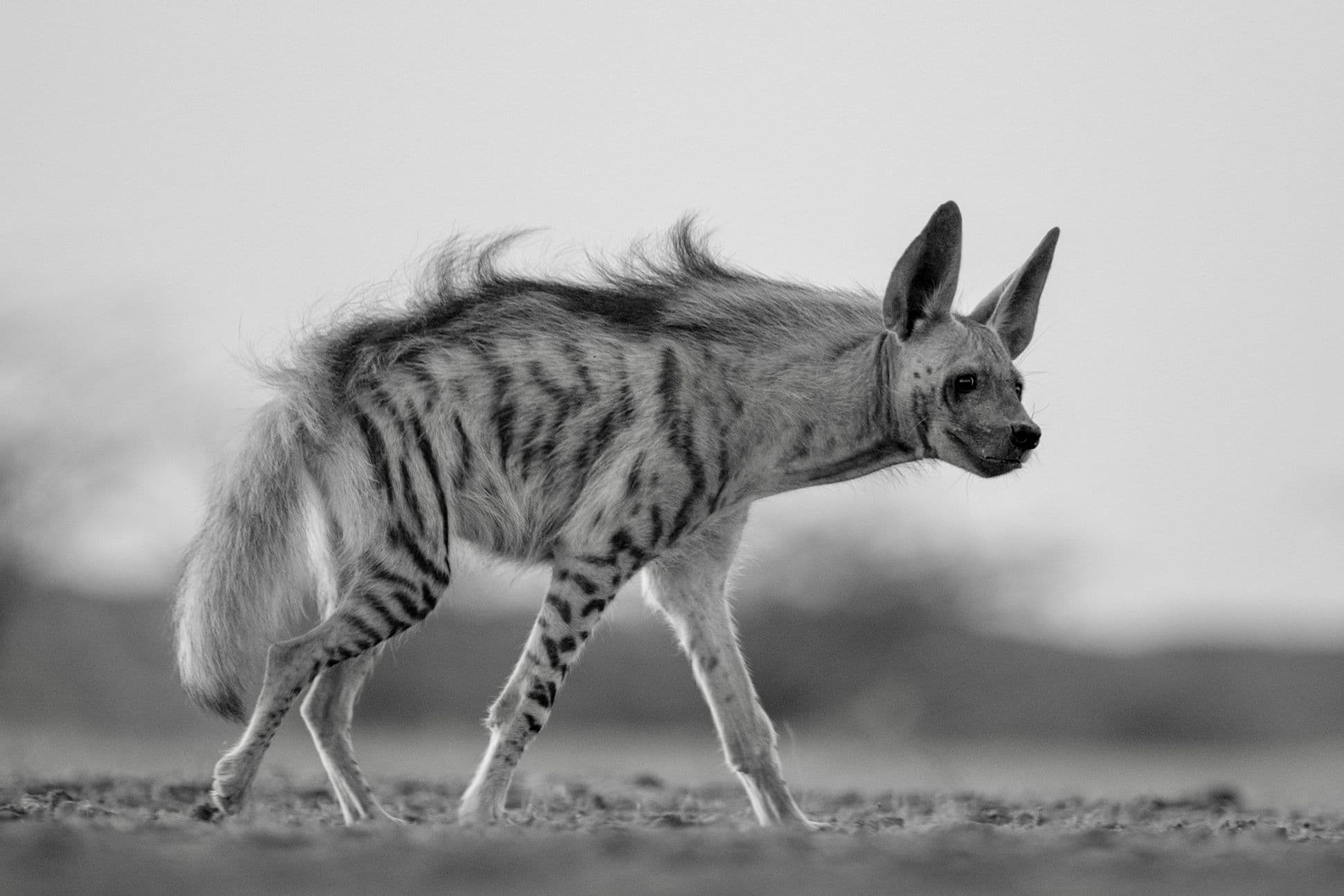 Little Rann Of Kutch gallery 9