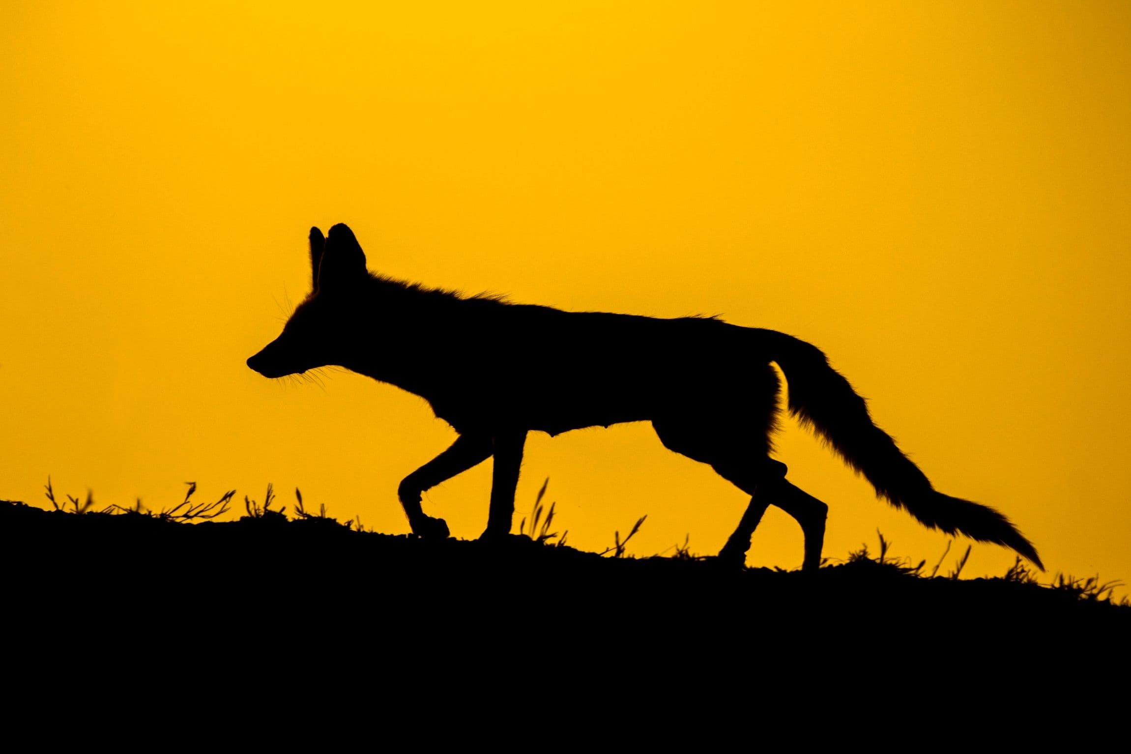 Little Rann Of Kutch gallery 2