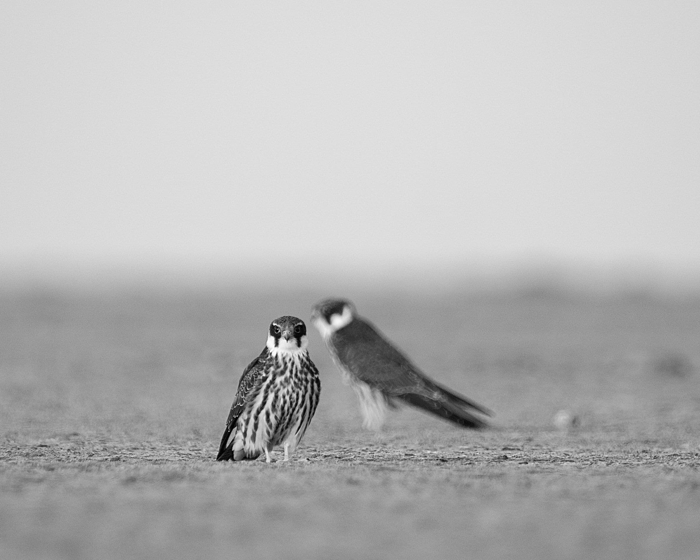 Little Rann Of Kutch gallery 7