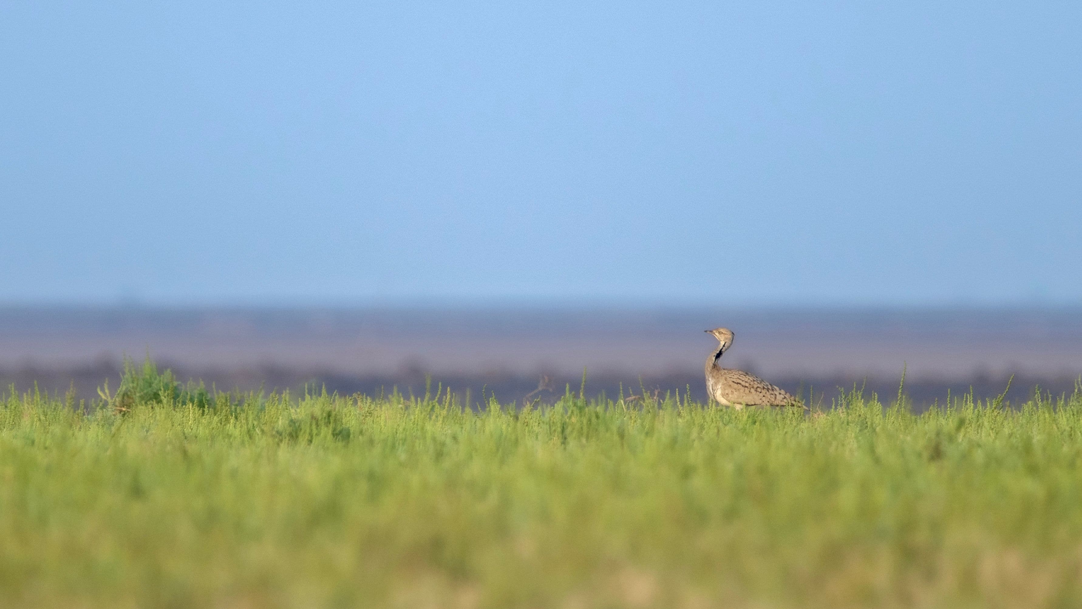 Little Rann Of Kutch gallery 4