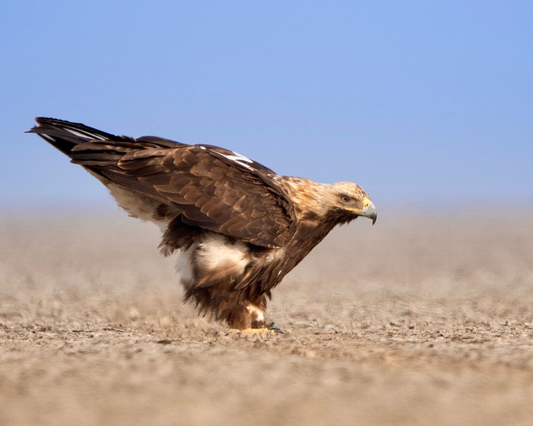 Little Rann Of Kutch gallery 1