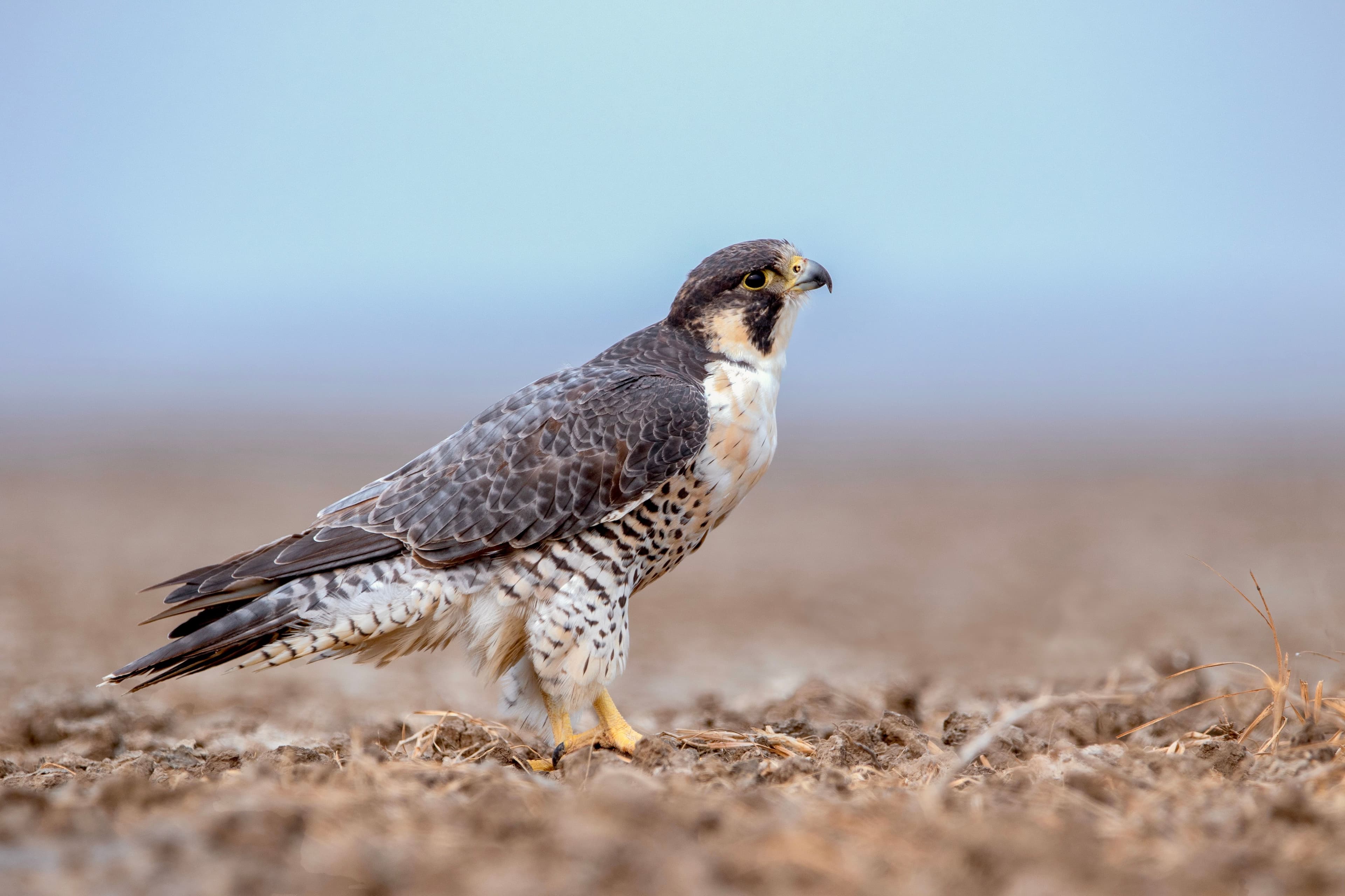 Little Rann Of Kutch