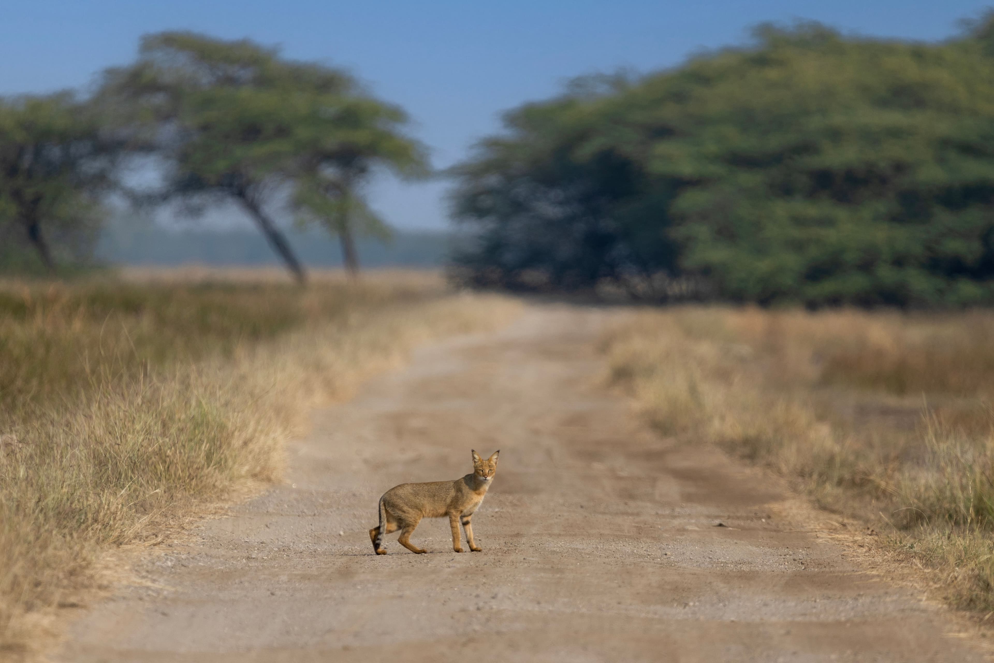 Blackbuck National Park