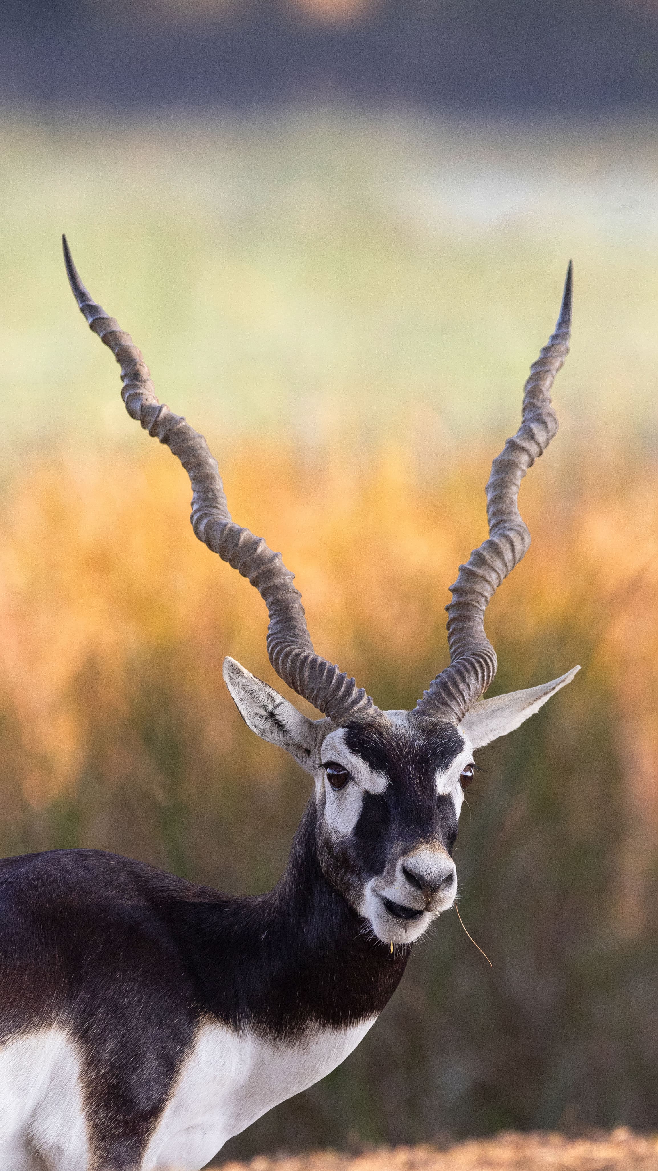 Blackbuck National Park