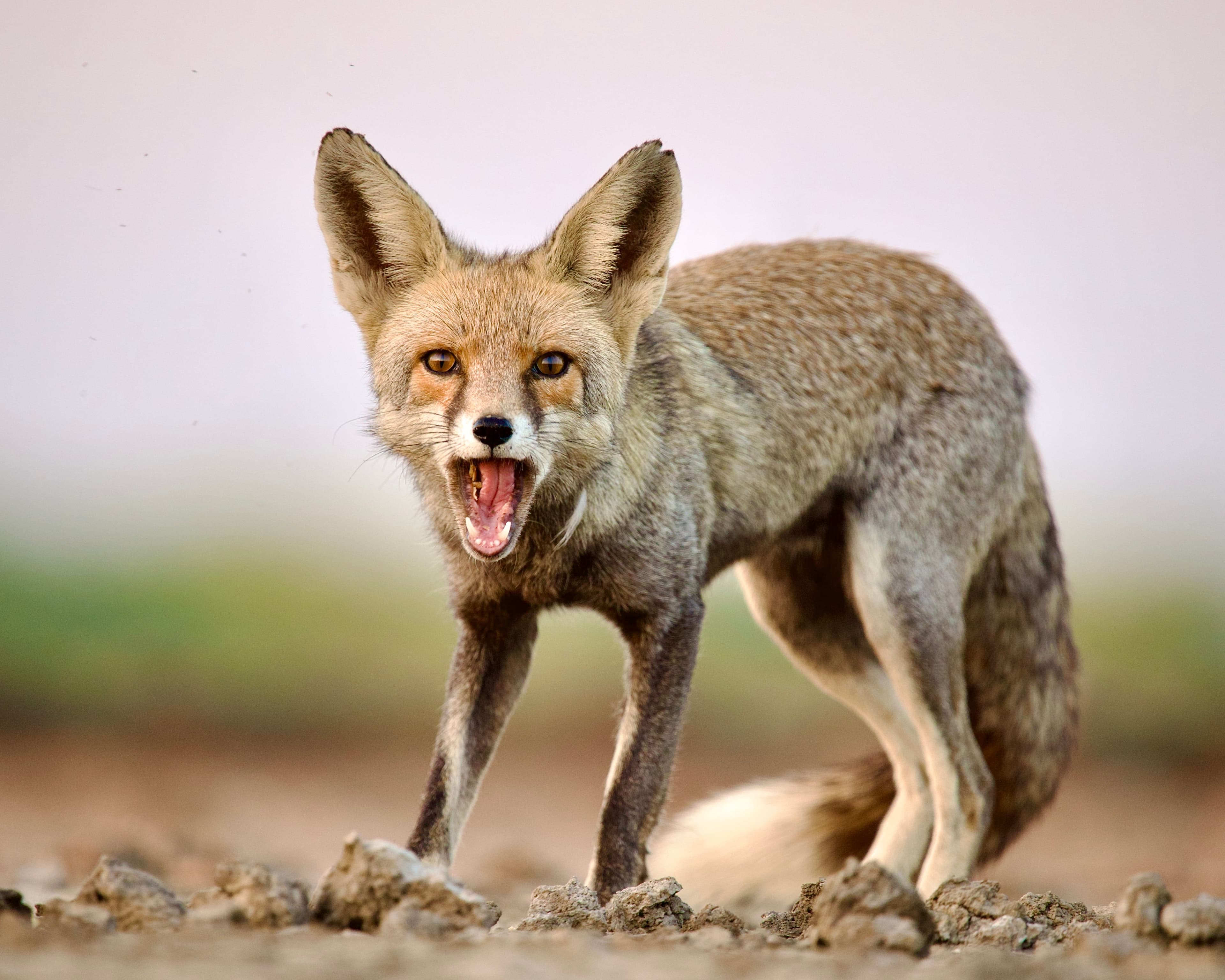 Little Rann Of Kutch gallery 6