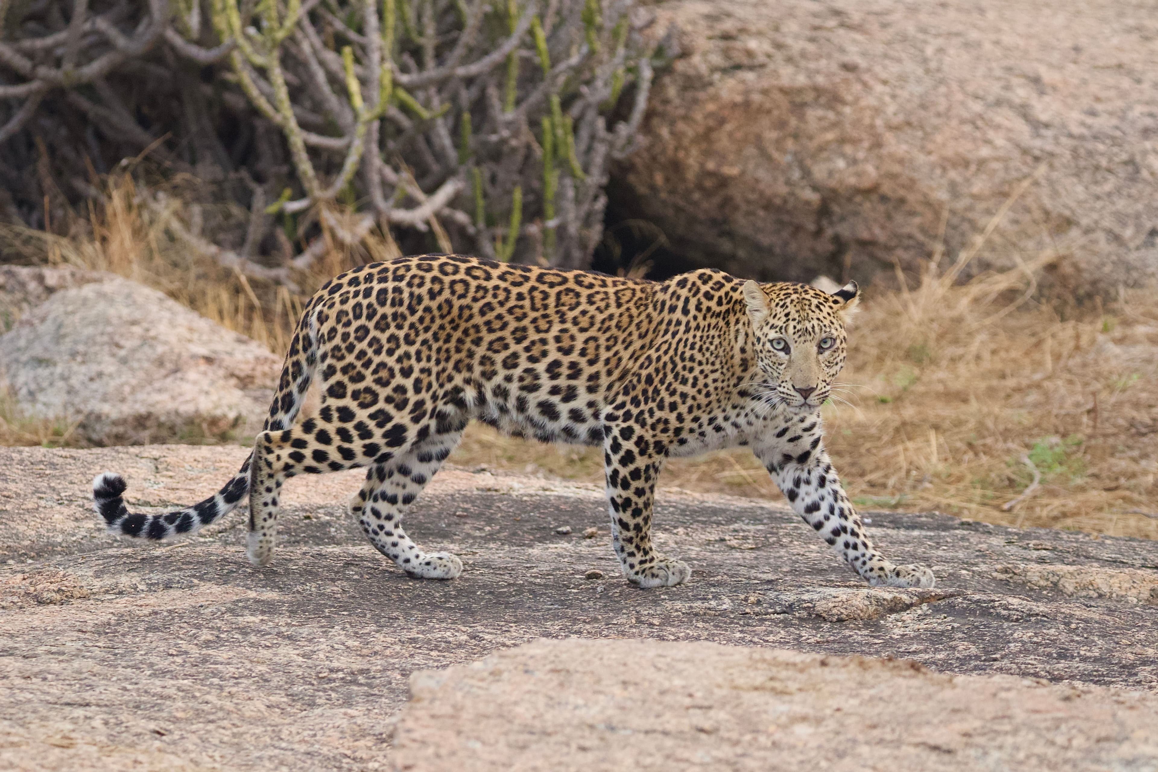 The Leopards of India gallery 6