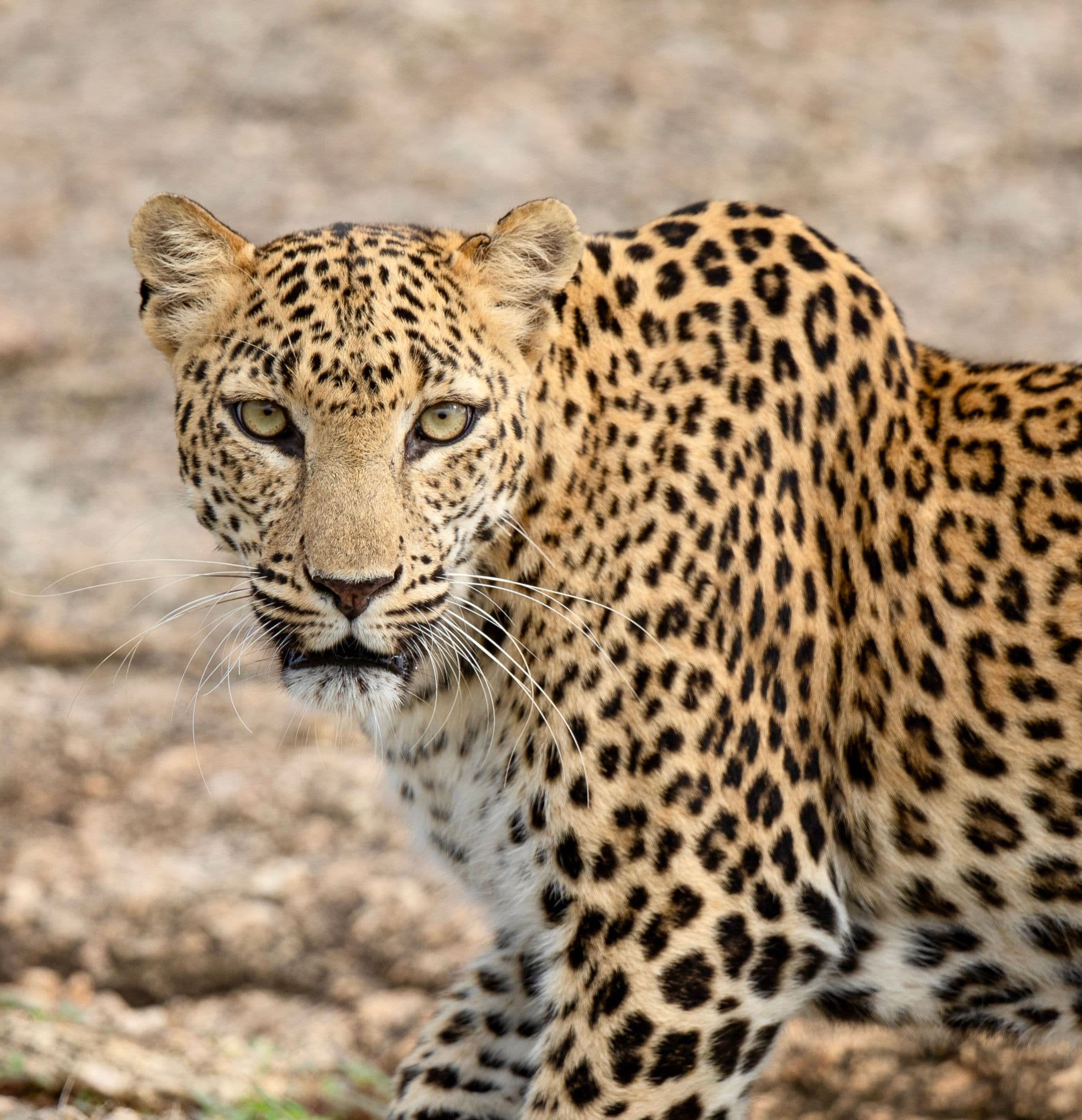 The Leopards of India gallery 1