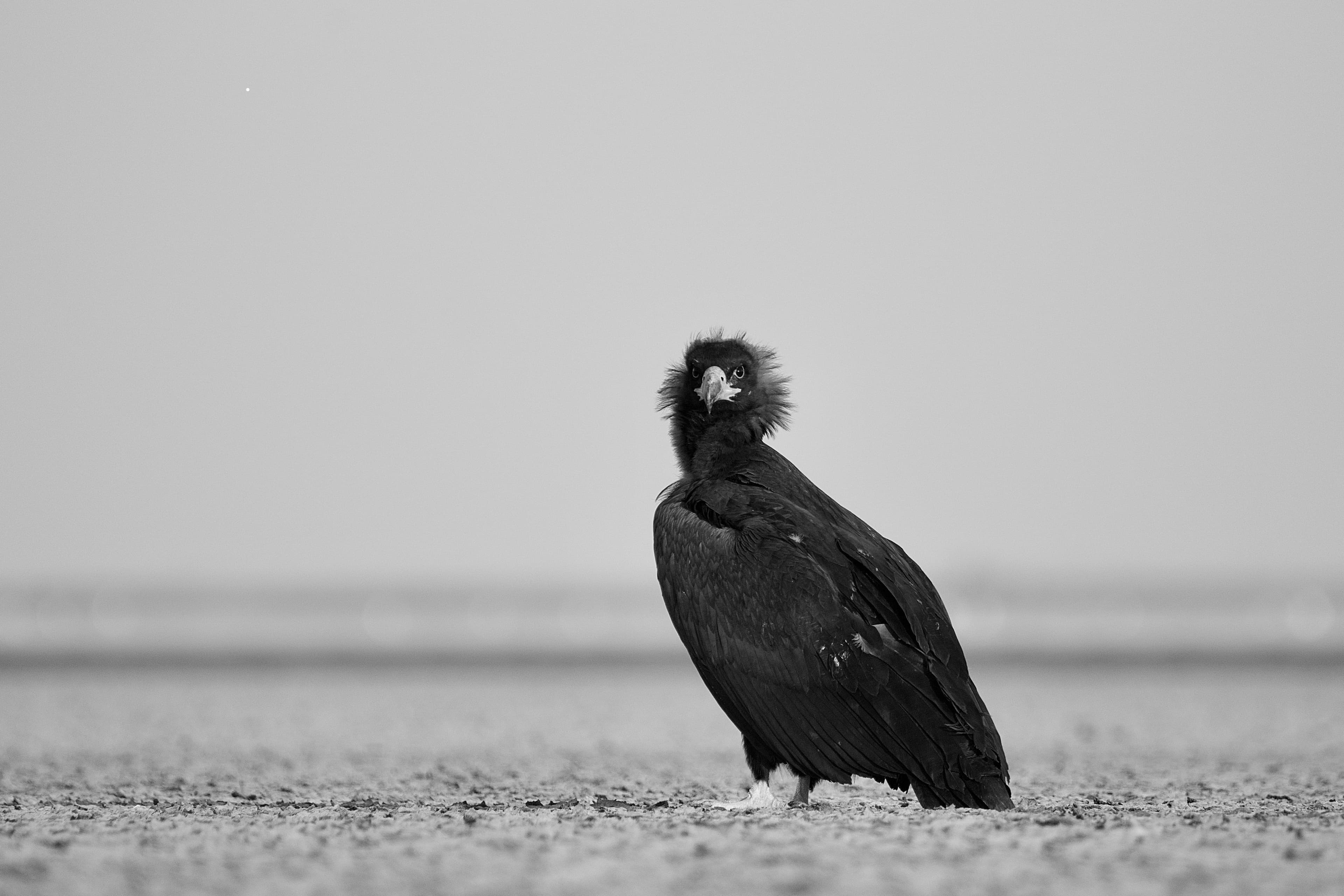 Little Rann Of Kutch gallery 3